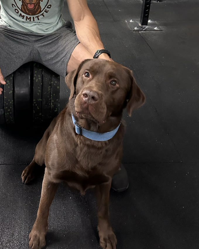 Tuna, the chocolate Labrador and head of morale at CrossFit Committed